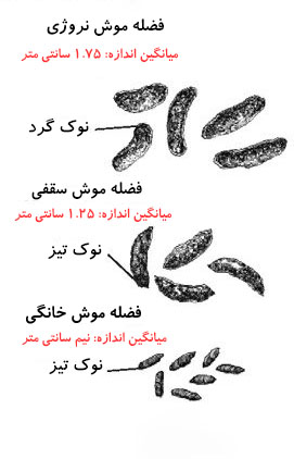 از روی شکل و اندازه فضله ها براحتی میتوان نوع موش را تشخیص داد
