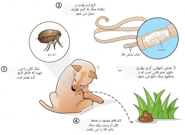 چرخه تولید لارو کرم نواری