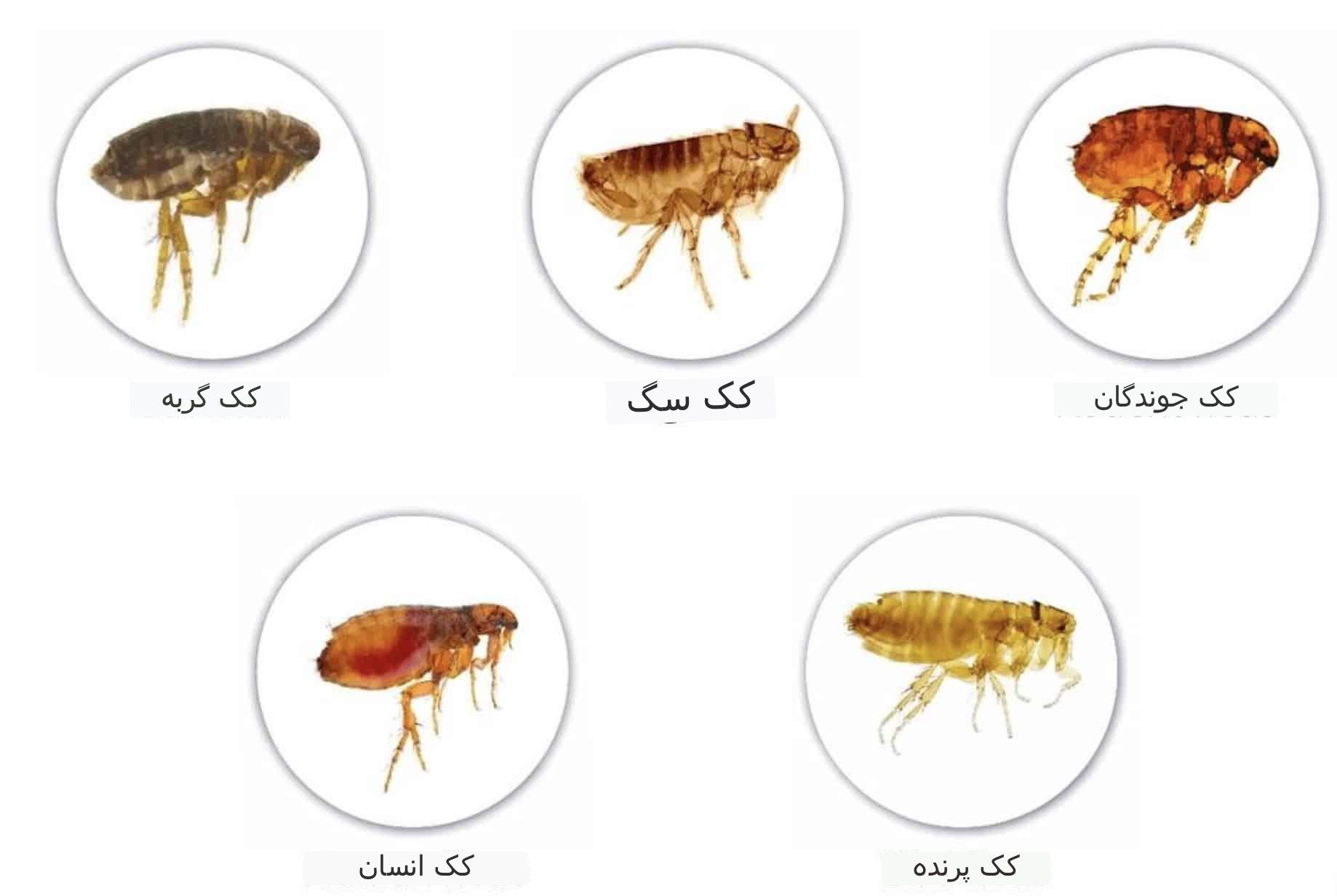 انواع کک در یک نگاه کلی