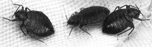 عکس ساس سیاه