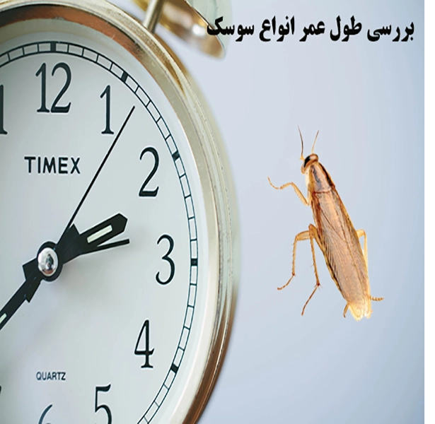 عمر سوسک چقدر است؟