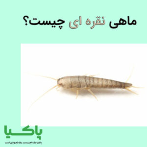 ماهی نقره ای چیست