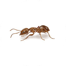 مورچه آرژانتینی