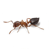 مورچه آکروبات