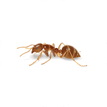 مورچه دیوانه