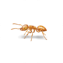 مورچه سیترونلا