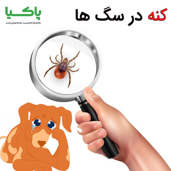 کنه در سگ ها