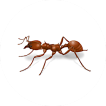 مورچه برگ چین