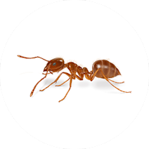 مورچه دیوانه قهوه ای