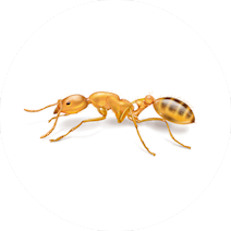 مورچه فرعون