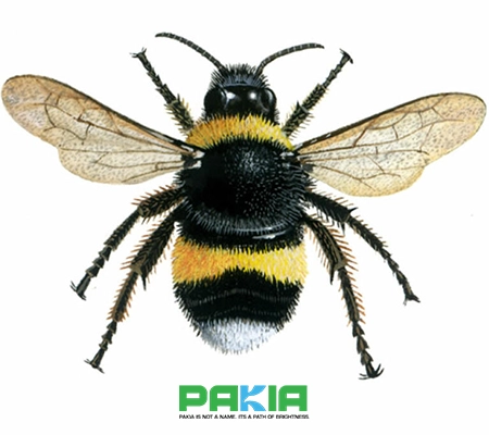 زنبور بامبل