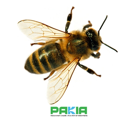 زنبور عسل آفریقایی