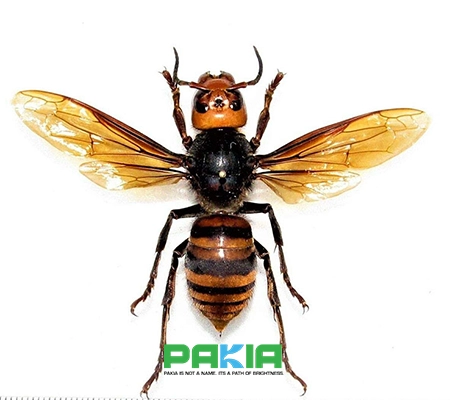 زنبور عسل ژاپنی